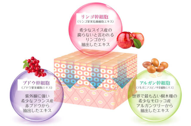 3つの植物幹細胞